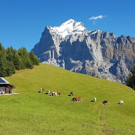 Gletscherfloh * Grindelwald